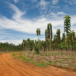10 x Trees