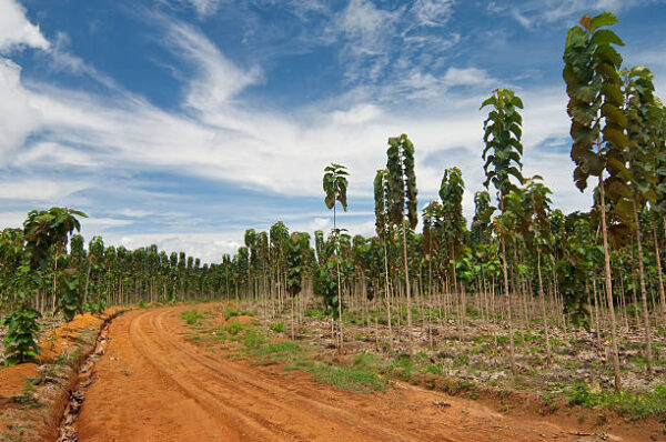 10 x Trees